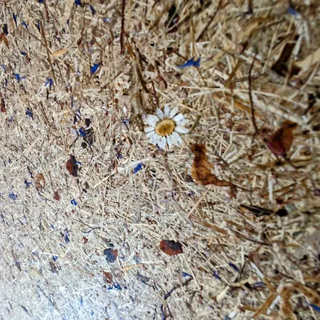 Penthouse Bergblick Salzkammergut 巴德伊舍